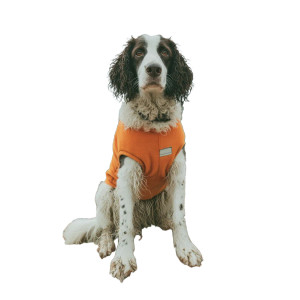 Springer Spaniel On Rubble Vinyl Car Decal Sticker – Waterproof & UV-Resistant 3.4133333333333336"