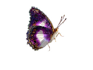 Purple Emperor Butterfly V2 Vinyl Car Decal Sticker – Waterproof & UV-Resistant 6.1866666666666665"