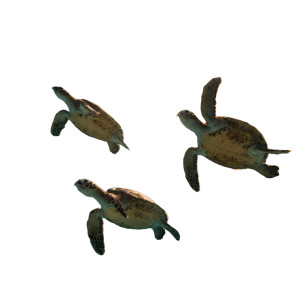 Happy Turtles Current Vinyl Car Decal Sticker – Waterproof & UV-Resistant 6.826666666666667"