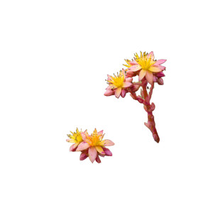 Succulent Garden Vinyl Car Decal Sticker – Waterproof & UV-Resistant 3.4133333333333336"