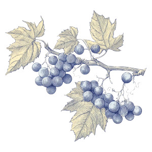 Grapes Branch Vinyl Car Decal Sticker – Waterproof & UV-Resistant 6.826666666666667"