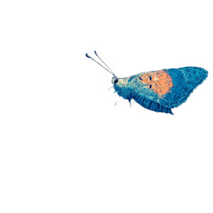 Whimsical Butterfly Scene Vinyl Car Decal Sticker – Waterproof & UV-Resistant 3.4133333333333336" Whimsical Butterfly Scene Vinyl Car Decal Sticker – Waterproof & UV-Resistant 3.4133333333333336"