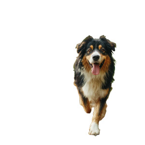 Happy Forest Dog V2 Vinyl Car Decal Sticker – Waterproof & UV-Resistant 3.4133333333333336"