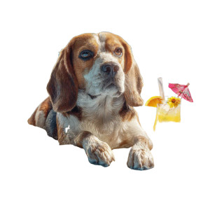 Fat Beagle Relaxing Vinyl Car Decal Sticker – Waterproof & UV-Resistant 3.4133333333333336"