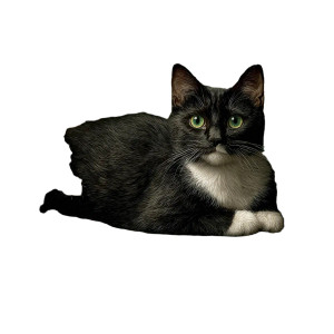 Tuxedo Cat Lounging V2 Vinyl Car Decal Sticker – Waterproof & UV-Resistant 3.4133333333333336"