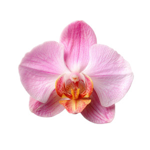 Pink Orchid Bloom Vinyl Car Decal Sticker – Waterproof & UV-Resistant 3.4133333333333336" Pink Orchid Bloom Vinyl Car Decal Sticker – Waterproof & UV-Resistant 3.4133333333333336"