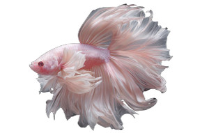 Pale Pink Betta Vinyl Car Decal Sticker – Waterproof & UV-Resistant 2.8