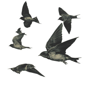 Vintage Bird Print Vinyl Car Decal Sticker – Waterproof & UV-Resistant 6.826666666666667"