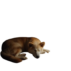 Sleeping Dog Night Vinyl Car Decal Sticker – Waterproof & UV-Resistant 3.4133333333333336"