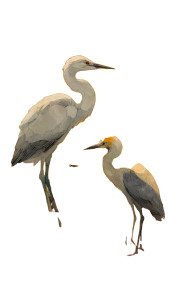 Birds In Watercolor Vinyl Car Decal Sticker – Waterproof & UV-Resistant 4.746666666666667"