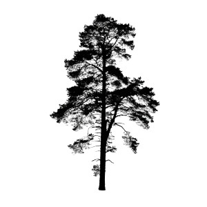Nordic Pine Silhouette Vinyl Car Decal Sticker – Waterproof & UV-Resistant 3.4133333333333336"