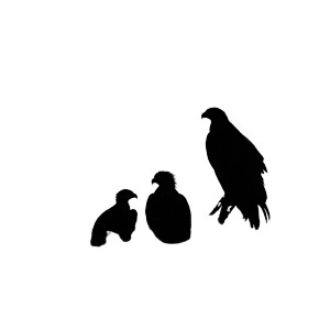 Eagle Nest Silhouette Vinyl Car Decal Sticker – Waterproof & UV-Resistant 6.826666666666667"