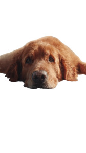 Golden Retriever On Iceberg Vinyl Car Decal Sticker – Waterproof & UV-Resistant 9.706666666666667"