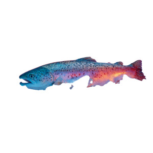 Sea Trout On Ice Vinyl Car Decal Sticker – Waterproof & UV-Resistant 3.4133333333333336"