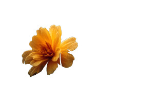 Yellow Marigold Flower Vinyl Car Decal Sticker – Waterproof & UV-Resistant 2.72" Yellow Marigold Flower Vinyl Car Decal Sticker – Waterproof & UV-Resistant 2.72"