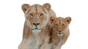 Lioness And Cub V8 Vinyl Car Decal Sticker – Waterproof & UV-Resistant 5.4