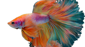Colorful Betta Fish Vinyl Car Decal Sticker – Waterproof & UV-Resistant 5.4
