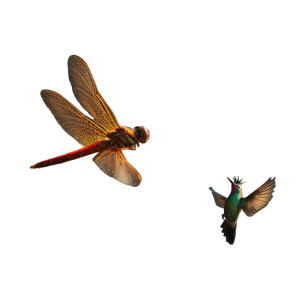Dragonfly And Hummingbird Vinyl Car Decal Sticker – Waterproof & UV-Resistant 3.4133333333333336" Dragonfly And Hummingbird Vinyl Car Decal Sticker – Waterproof & UV-Resistant 3.4133333333333336"