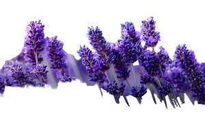 Lavender Flowers V2 Vinyl Car Decal Sticker – Waterproof & UV-Resistant 5.4