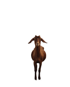 Brown Billy Goat Vinyl Car Decal Sticker – Waterproof & UV-Resistant 8.0"