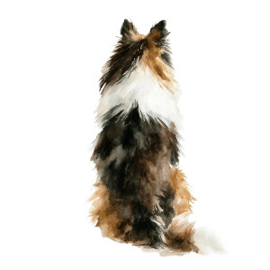 Shetland Sheepdog Vinyl Car Decal Sticker – Waterproof & UV-Resistant 3.4133333333333336"