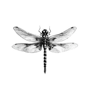 Dragonfly Drawing Vinyl Car Decal Sticker – Waterproof & UV-Resistant 3.4133333333333336" Dragonfly Drawing Vinyl Car Decal Sticker – Waterproof & UV-Resistant 3.4133333333333336"