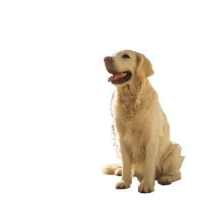 Golden Retriever Vet Vinyl Car Decal Sticker – Waterproof & UV-Resistant 3.4133333333333336"