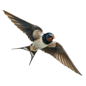 Attacking Swallow Vinyl Car Decal Sticker – Waterproof & UV-Resistant 3.4133333333333336" Attacking Swallow Vinyl Car Decal Sticker – Waterproof & UV-Resistant 3.4133333333333336"