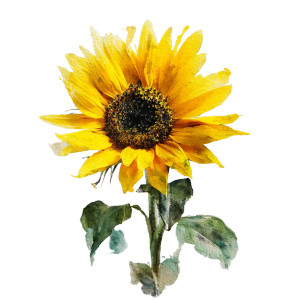 Sunflower Watercolor V2 Vinyl Car Decal Sticker – Waterproof & UV-Resistant 6.826666666666667"