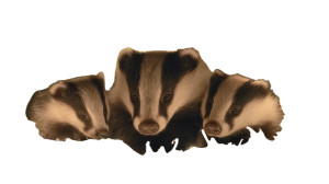 Baby Badgers' Burrow Vinyl Car Decal Sticker – Waterproof & UV-Resistant 5.4