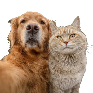 Cat And Dog Selfie V5 Vinyl Car Decal Sticker – Waterproof & UV-Resistant 3.4133333333333336"