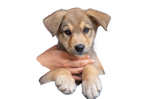 Woman Petting Puppy Vinyl Car Decal Sticker – Waterproof & UV-Resistant 2.986666666666667"