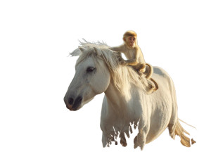 Horse And Monkey Vinyl Car Decal Sticker – Waterproof & UV-Resistant 3.0933333333333333" Horse And Monkey Vinyl Car Decal Sticker – Waterproof & UV-Resistant 3.0933333333333333"