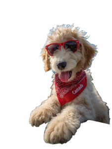 Stylish Labradoodle Puppy Vinyl Car Decal Sticker – Waterproof & UV-Resistant 8.213333333333333"