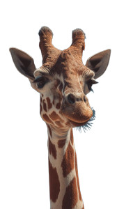 Serious Giraffe Eating Vinyl Car Decal Sticker – Waterproof & UV-Resistant 9.706666666666667"