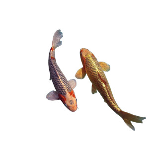 Koi Carp Duo Vinyl Car Decal Sticker – Waterproof & UV-Resistant 3.4133333333333336" Koi Carp Duo Vinyl Car Decal Sticker – Waterproof & UV-Resistant 3.4133333333333336"