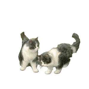 Fluffy Cats Playing Vinyl Car Decal Sticker – Waterproof & UV-Resistant 3.4133333333333336"