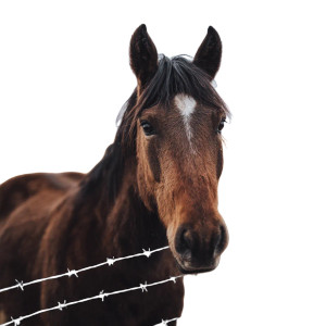 Horse V11 Vinyl Car Decal Sticker – Waterproof & UV-Resistant 3.4133333333333336" Horse V11 Vinyl Car Decal Sticker – Waterproof & UV-Resistant 3.4133333333333336"