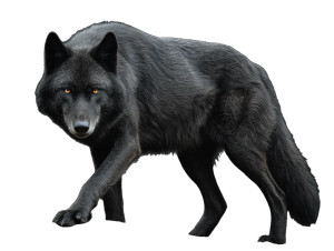 Black Wolf V11 Vinyl Car Decal Sticker – Waterproof & UV-Resistant 6.1866666666666665"
