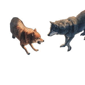 Tense Wolf Standoff Vinyl Car Decal Sticker – Waterproof & UV-Resistant 3.4133333333333336"