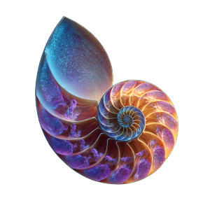 Abstract Nautilus Vinyl Car Decal Sticker – Waterproof & UV-Resistant 6.826666666666667"