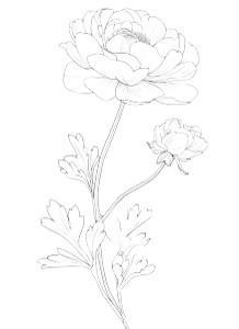 Ranunculus Line Drawing Vinyl Car Decal Sticker – Waterproof & UV-Resistant 4.266666666666667"