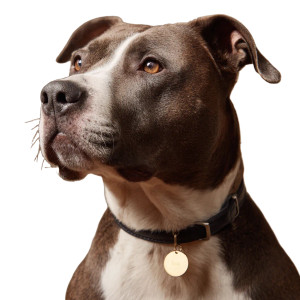 Pitbull With Tag Vinyl Car Decal Sticker – Waterproof & UV-Resistant 3.4133333333333336"