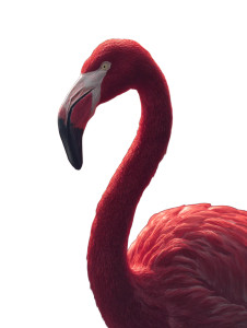 Wine Flamingo Stroll Vinyl Car Decal Sticker – Waterproof & UV-Resistant 8.213333333333333"