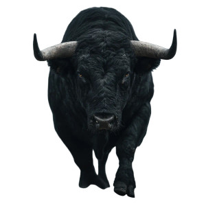 Aggressive Black Bull V2 Vinyl Car Decal Sticker – Waterproof & UV-Resistant 3.4133333333333336" Aggressive Black Bull V2 Vinyl Car Decal Sticker – Waterproof & UV-Resistant 3.4133333333333336"