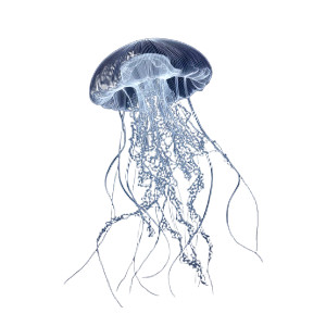 Minimalist Jellyfish V2 Vinyl Car Decal Sticker – Waterproof & UV-Resistant 3.4133333333333336" Minimalist Jellyfish V2 Vinyl Car Decal Sticker – Waterproof & UV-Resistant 3.4133333333333336"