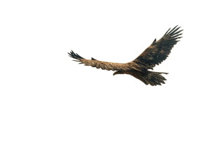 Majestic Eagle Soaring V15 Vinyl Car Decal Sticker – Waterproof & UV-Resistant 6.1866666666666665" Majestic Eagle Soaring V15 Vinyl Car Decal Sticker – Waterproof & UV-Resistant 6.1866666666666665"