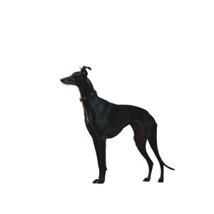 Gothic Greyhound V2 Vinyl Car Decal Sticker – Waterproof & UV-Resistant 6.826666666666667"