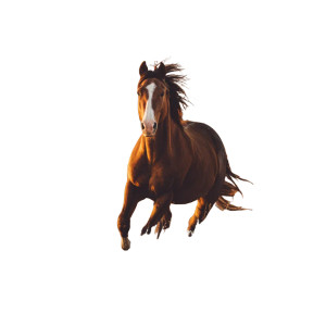 Running Horse Sunset Vinyl Car Decal Sticker – Waterproof & UV-Resistant 3.4133333333333336" Running Horse Sunset Vinyl Car Decal Sticker – Waterproof & UV-Resistant 3.4133333333333336"