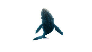 Majestic Vertical Whale Vinyl Car Decal Sticker – Waterproof & UV-Resistant 5.4